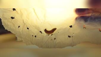 Watch: Could this plastic eating worm rid us of our plastic waste?