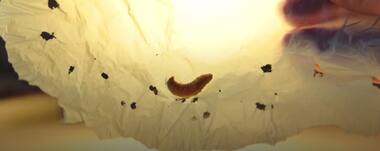 Watch: Could this plastic eating worm rid us of our plastic waste?