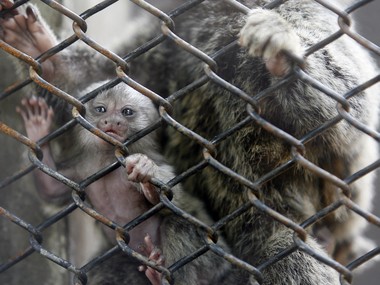 Indian zoos need to move beyond amusement, work towards saving endangered species Indian zoos need to move beyond amusement, work towards saving endangered species