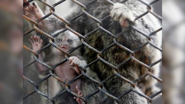 Indian zoos need to move beyond amusement, work towards saving endangered species