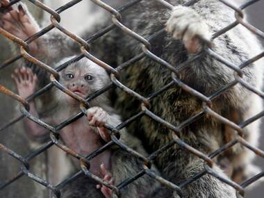 Indian zoos need to move beyond amusement, work towards saving endangered species