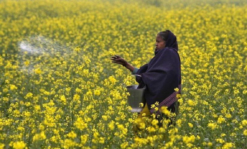GM mustard row: Hasty call on genetically modified crop could spell disaster; govt must consider long-term effects