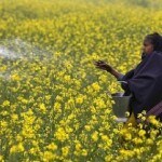 GM mustard row: Hasty call on genetically modified crop could spell disaster; govt must consider long-term effects