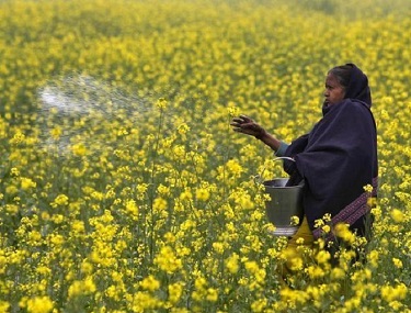 Mustard Rows GM mustard row: Hasty call on genetically modified crop could spell ...