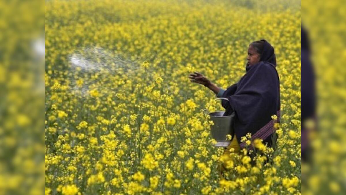 GM mustard row: Hasty call on genetically modified crop could spell ...