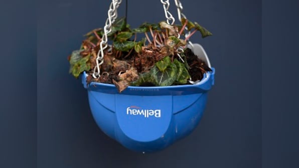 Indoor plants: How nature's air purifiers can help deionise your house, cure 'sick home' syndrome