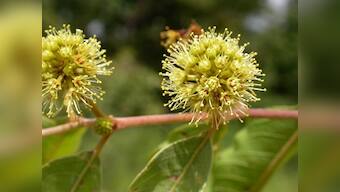 By insisting on using these Latin or scientific names, are we missing the forest for the trees?