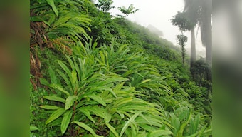 Cardamom cradle: Longwa village in Nagaland adopts spice farming to beat drugs, terror