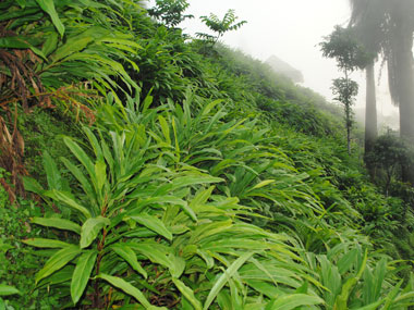 Cardamom cradle: Longwa village in Nagaland adopts spice farming to beat drugs, terror Cardamom cradle: Longwa village in Nagaland adopts spice farming to beat drugs, terror