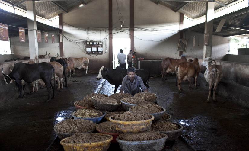 Cattle slaughter ban row: Opposition, state govts, businesses, a comprehensive guide to who said what Cattle slaughter ban row: Opposition, state govts, businesses, a comprehensive guide to who said what