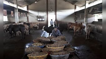 Cattle slaughter ban row: Opposition, state govts, businesses, a comprehensive guide to who said what