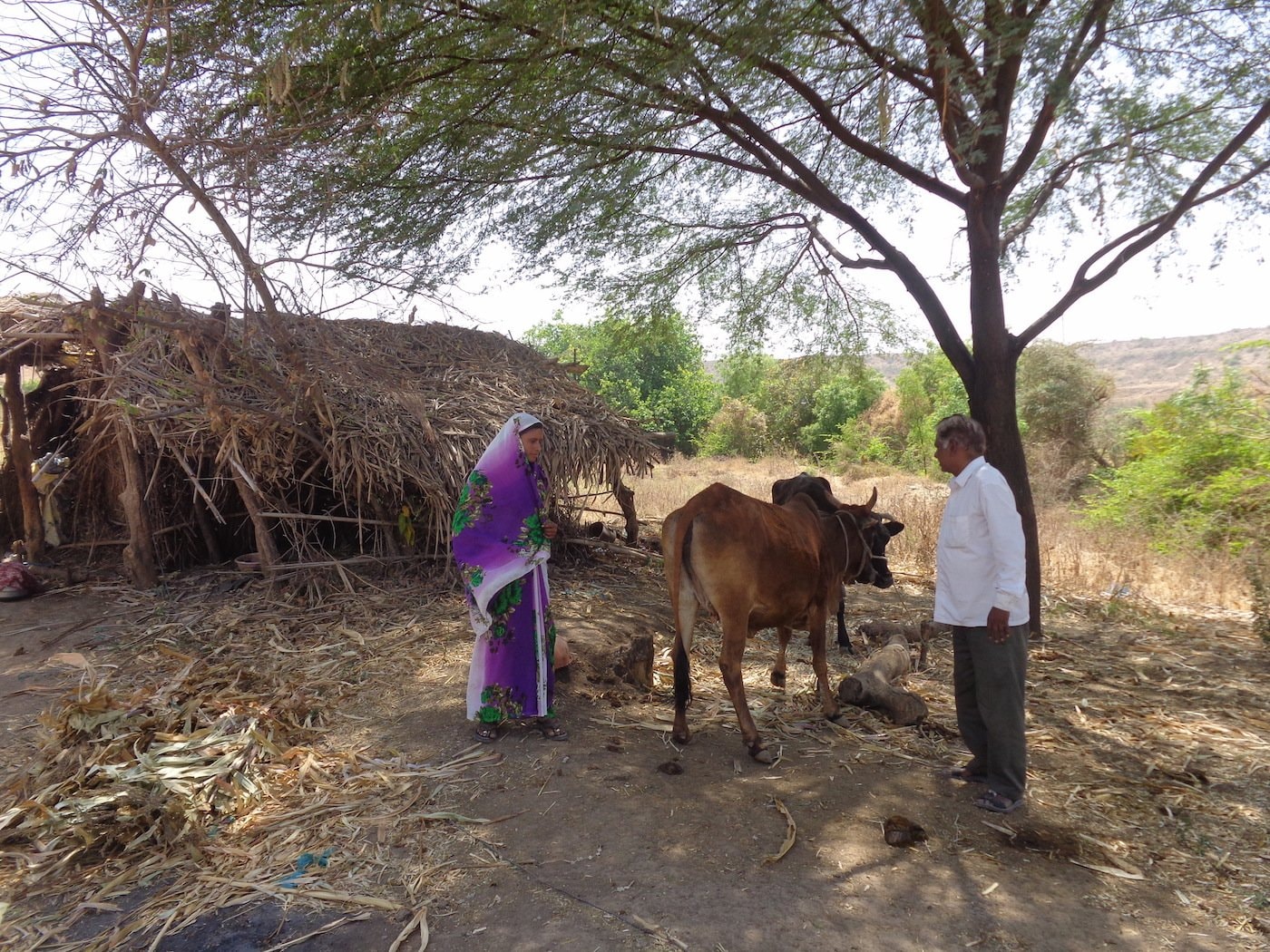 Jadhav and his daughter-in-law with their two remaining cows in front of their hut in Ganori village. Parth MN
