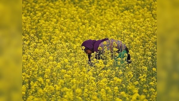 GM Mustard row: Experts weigh in on both sides of the genetically modified foods debate