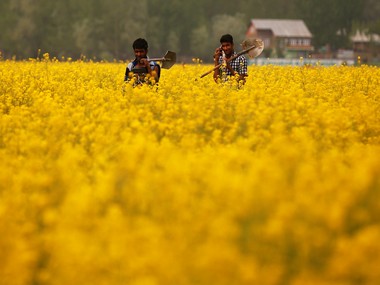 Genetically modified mustard no solution for India’s Rs 64,000 crore edible oil import bill, low farm income Genetically modified mustard no solution for India’s Rs 64,000 crore edible oil import bill, low farm income