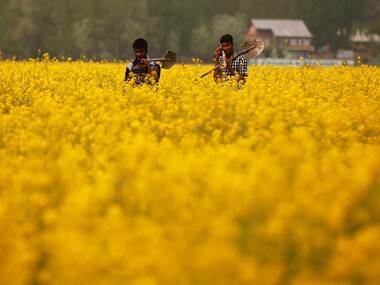 Genetically modified mustard no solution for India’s Rs 64,000 crore edible oil import bill, low farm income