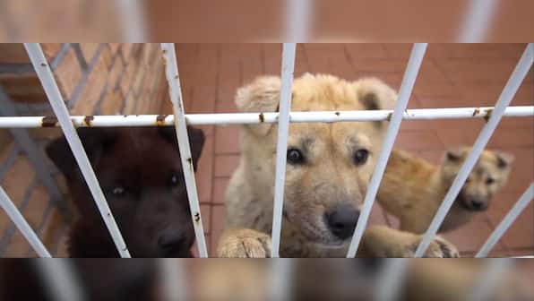 Watch: South Korea's prized Jindo breed of dogs