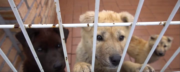 Watch: South Korea's prized Jindo breed of dogs