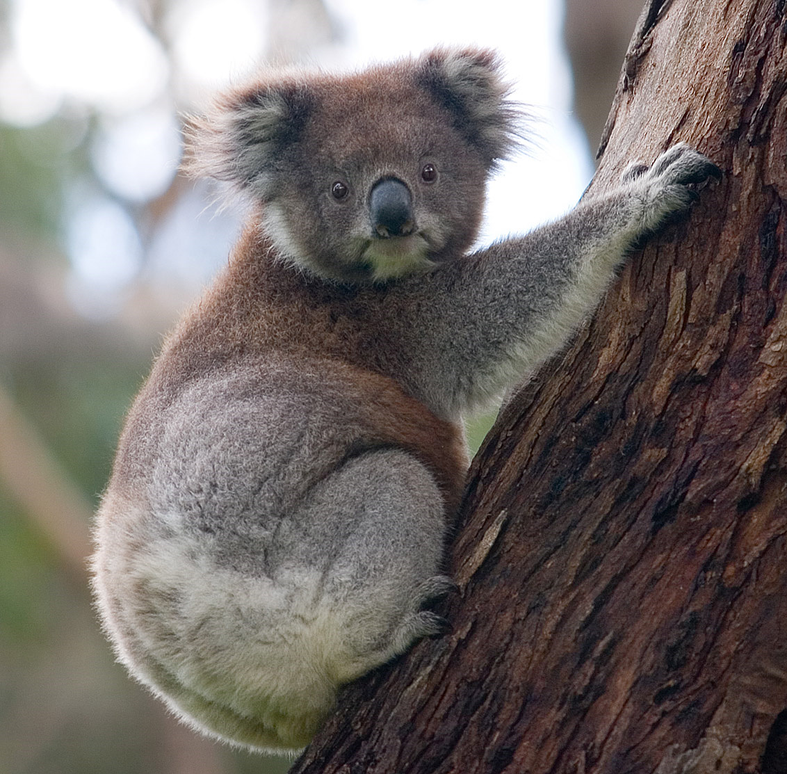 Disappearing koala population alarms Australian researchers Disappearing koala population alarms Australian researchers