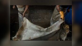Leather industry wants restrictions on cattle trade to be revoked, claim exports will decline by $3.5 billion