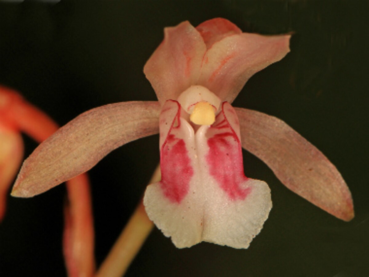 Promised Orchid Wiki