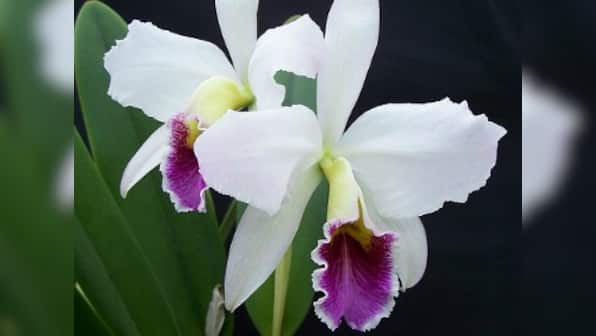 Oldest orchid fossil discovered in US, says Oregon State University scientists