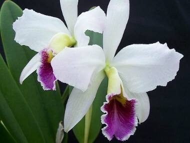 Oldest orchid fossil discovered in US, says Oregon State University scientists