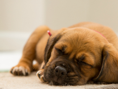 New study says dogs can 'talk' to humans; women are better at understanding canines New study says dogs can 'talk' to humans; women are better at understanding canines