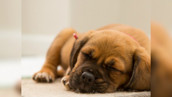 New study says dogs can 'talk' to humans; women are better at understanding canines