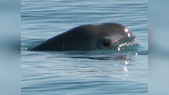 World's rarest marine species vaquita porpoise may be extinct in a year, reveals report