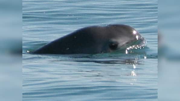 World's rarest marine species vaquita porpoise may be extinct in a year, reveals report