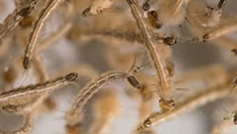 Scientists create molecular 'baits' for trapping virus' known to infect humans