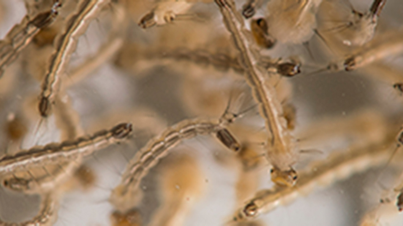 Scientists create molecular 'baits' for trapping virus' known to infect humans Scientists create molecular 'baits' for trapping virus' known to infect humans