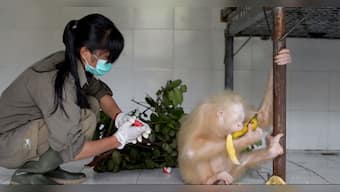 Watch: Rare albino orangutan rescued in Indonesia, public asked to name her