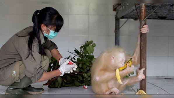 Watch: Rare albino orangutan rescued in Indonesia, public asked to name her
