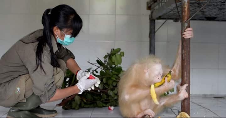 Watch: Rare albino orangutan rescued in Indonesia, public asked to name her