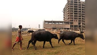 Cattle slaughter ban: Buffaloes likely to be removed from list after stiff opposition from states
