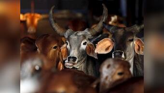 Stray cattle still crowding roads, Uttar Pradesh govt issues fresh notice to local bodies asking to build temporary shelters