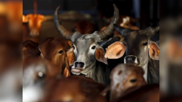 Ban on cattle sale for slaughter: Supreme Court to hear plea seeking modification of order