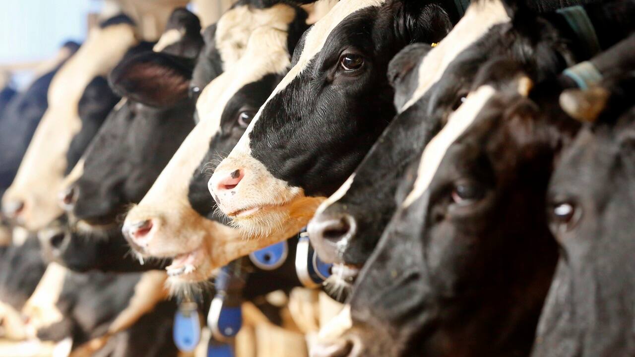 36 cows found dead in Delhi's Dwarka: Police suspect disease outbreak