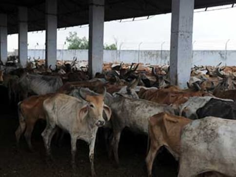 Nagaland not to implement ban on sale of cattle for slaughter, says NPF minister; cites impact on food habits Nagaland not to implement ban on sale of cattle for slaughter, says NPF minister; cites impact on food habits