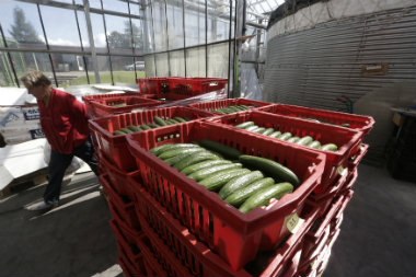 New WPI series: Tissue paper, cucumber, papad among new 199 items in basket New WPI series: Tissue paper, cucumber, papad among new 199 items in basket