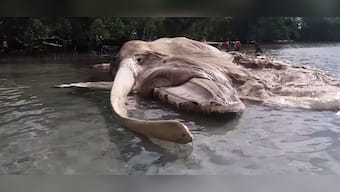 Watch: The mystery sea creature that washed up in Indonesia is a whale
