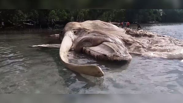 Watch: The mystery sea creature that washed up in Indonesia is a whale