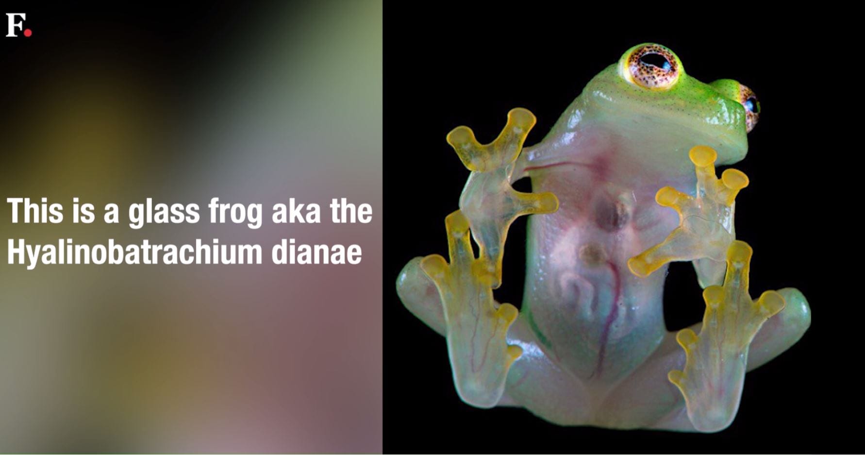 Watch: See-through glass frog species under threat of extinction - Firstpost1782 x 937