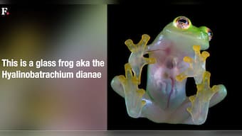 Watch: See-through glass frog species under threat of extinction