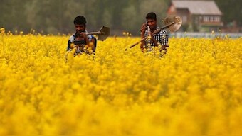 No approval given yet for cultivation of GM Mustard: Centre to Supreme Court