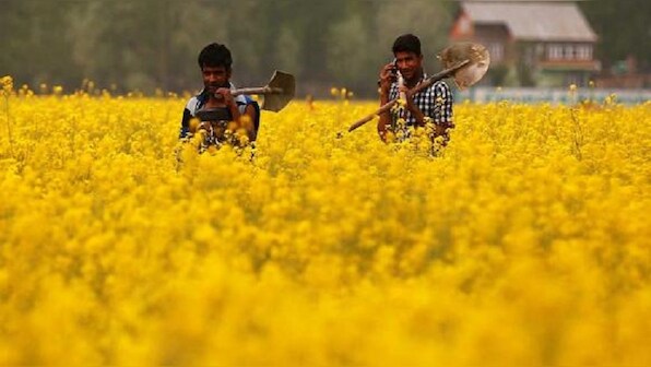 No approval given yet for cultivation of GM Mustard: Centre to Supreme Court