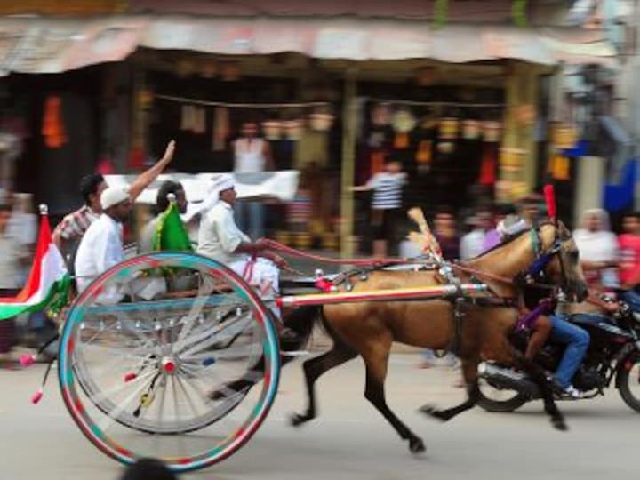From race tracks to death: Behind glitzy equestrian sports lie a gruesome chain of cruelty