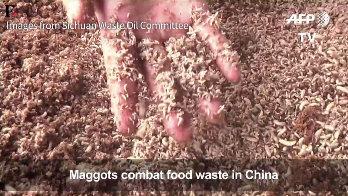 Watch How maggots are solving China’s food waste problem Firstpost