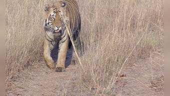 Tiger Matkasur versus Tadoba man he killed - both innocent